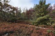 Photo: Pinchot State Forest