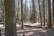 Photo: Rothrock State Forest